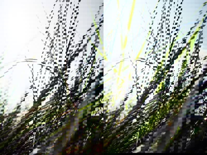 Test med nyhetssida med grid